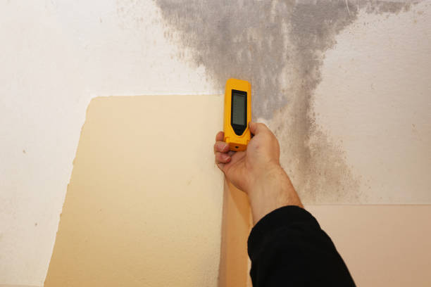 Best Environmental Consulting for Mold Prevention  in Vidalia, GA