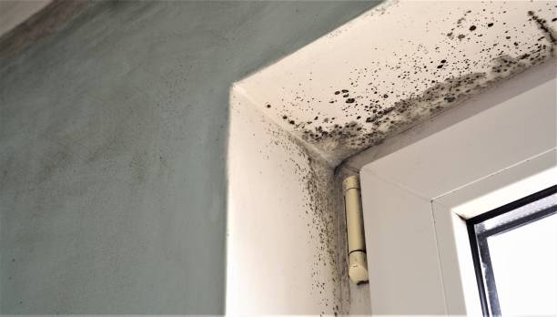 Best Real Estate Mold Inspection  in Vidalia, GA