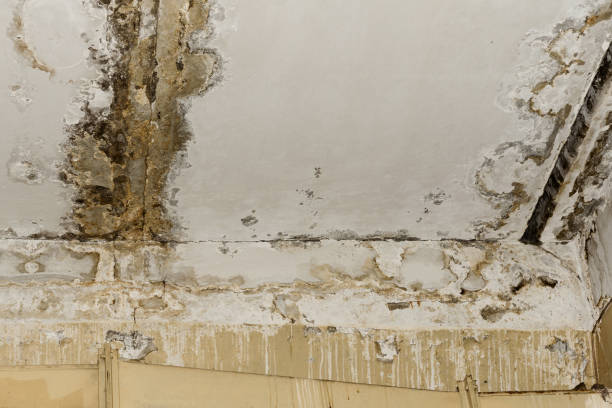 Best Emergency Mold Remediation  in Vidalia, GA