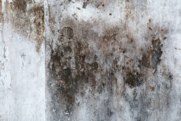 Environmental Consulting for Mold Prevention in Vidalia, GA