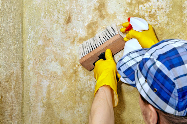 Best Commercial Mold Inspection  in Vidalia, GA