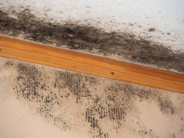 Trusted Vidalia, GA Mold Removal Experts