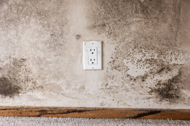 Best Mold Damage Restoration  in Vidalia, GA