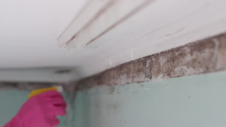 Best Biohazard Mold Removal  in Vidalia, GA